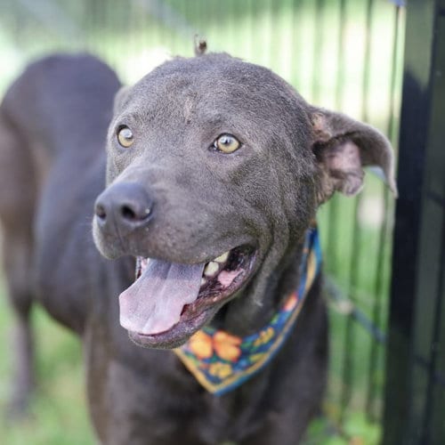 Photo of Carino, adoptable American Staffordshire Terrier in San Antonio, Texas