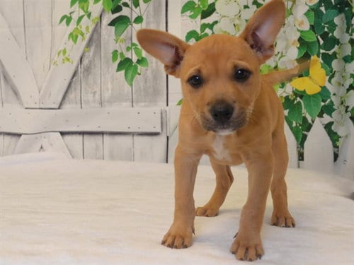 Photo of Mirabel, adoptable Black Mouth Cur in Oroville, California