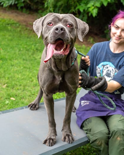 Photo of Sand Castle, adoptable dog in Chamblee, Georgia