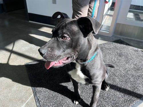 Photo of Riley, adoptable Labrador Retriever in Bloomington, Illinois