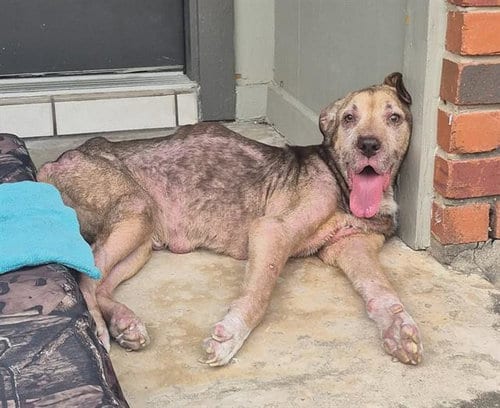 Photo of A826878, adoptable Great Dane in San Antonio, Texas