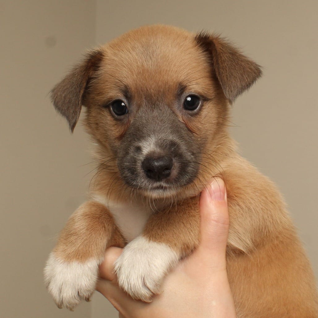 Photo of Trick D71383, adoptable Terrier, American Pit Bull in Minnesota, Minnesota
