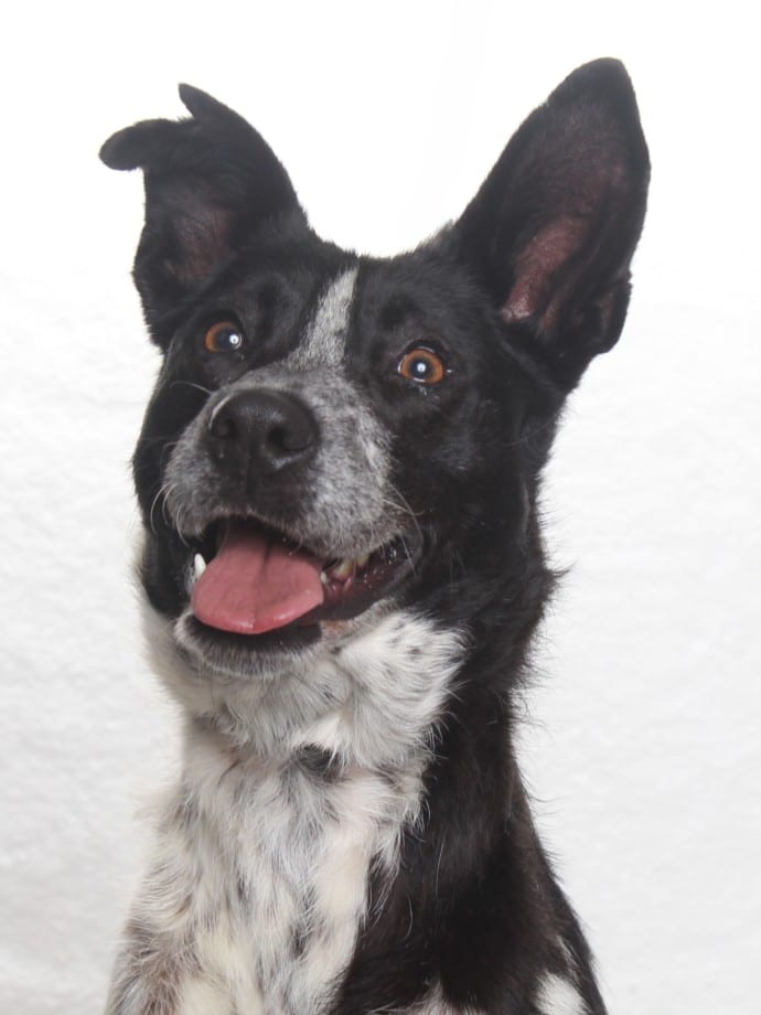 Photo of Penny, adoptable Australian Cattle Dog mix