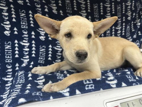 Photo of Jessie, adoptable Siberian Husky in HESPERIA, California