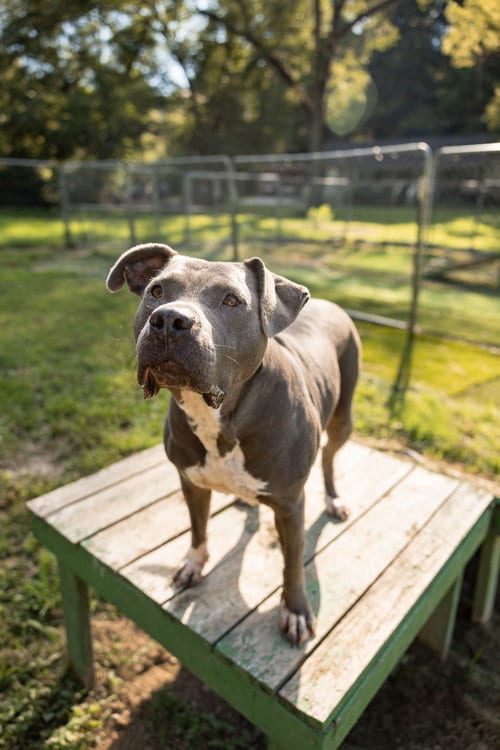 Photo of Minka, adoptable American Pit Bull Terrier in Calhoun, Georgia