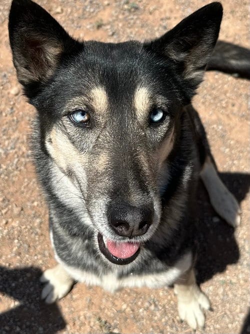 Photo of Shadow, adoptable Siberian Husky in Cedar Crest, New Mexico