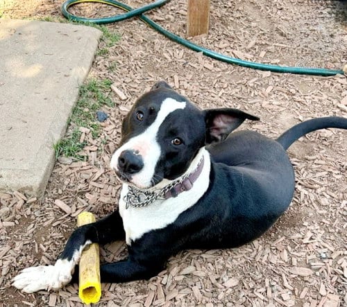 Photo of Wedge, adoptable American Staffordshire Terrier in San Juan Capistrano, California