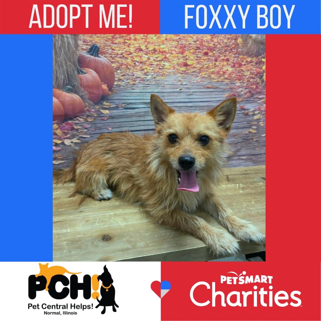 Photo of Foxxy Boy, adoptable Terrier, Yorkshire, Yorkie / Mixed Breed (Small) in Normal, Illinois