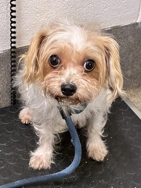 Photo of Cantina, adoptable Yorkshire Terrier Yorkie in Forestville, Maryland