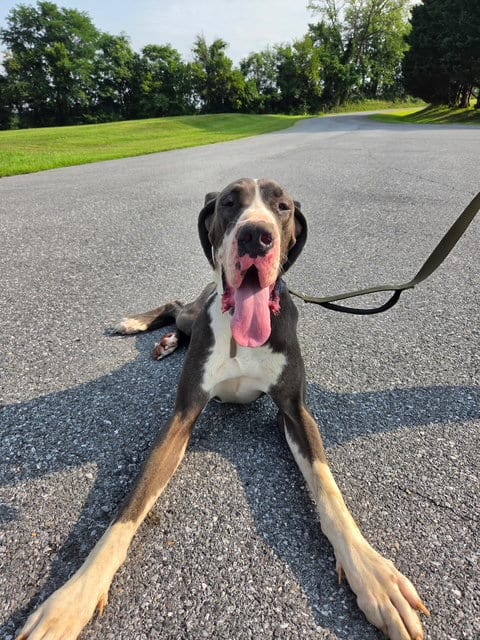 Photo of Gelo, adoptable Great Dane in Chambersburg, Pennsylvania