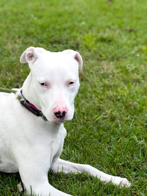 Photo of Tower, adoptable Catahoula Leopard Dog in Sanford, Florida