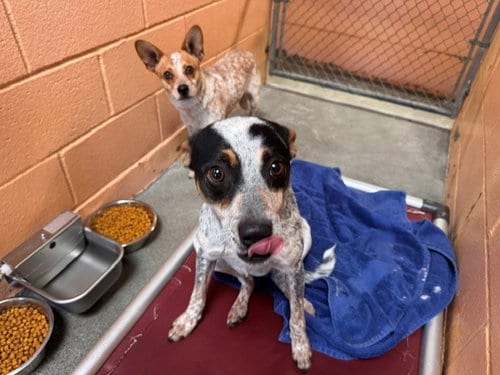 Photo of Aladdin, adoptable Australian Cattle Dog/Blue Heeler in Fairfield, California