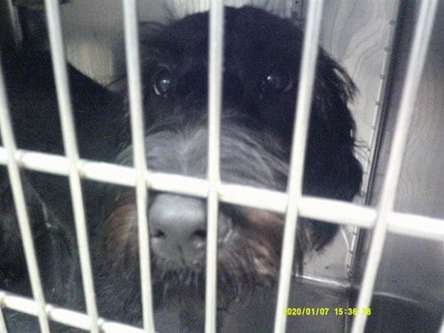 Photo of A481154, adoptable Poodle (Standard) in Oklahoma City, Oklahoma