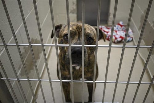 Photo of Kobie, adoptable Pit Bull Terrier in Decatur, Illinois