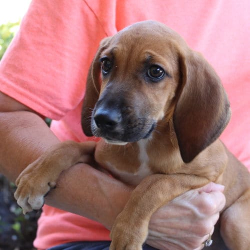 Photo of Jade 44209, adoptable Treeing Walker Coonhound in Prattville, Alabama