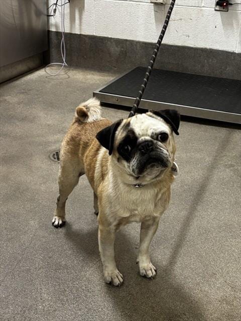 Photo of Devon, adoptable Pug in Forestville, Maryland