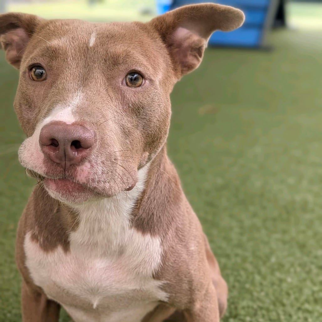Photo of Hermosa, adoptable Terrier, American Pit Bull in Greensboro, North Carolina