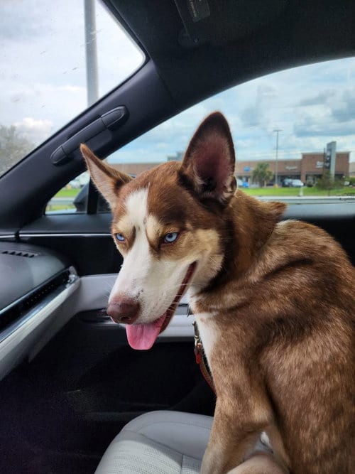 Photo of Zorro, adoptable Siberian Husky in Carrollton, Texas