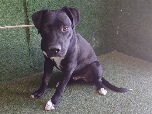 Photo of Dover, adoptable Labrador Retriever in Lancaster, California