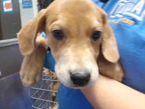Photo of Fee, adoptable Labrador Retriever in Tulsa, Oklahoma