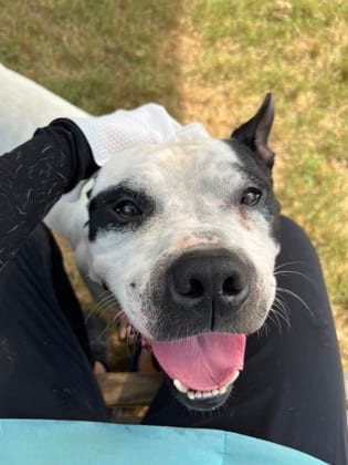 Photo of Buck, adoptable dog in Atlanta, Georgia