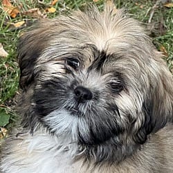 Photo of Lemonade, adoptable Lhasa Apso in Yorkville, Illinois