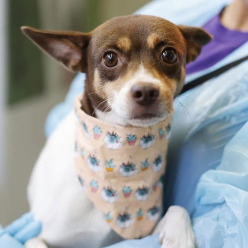Photo of Rip, adoptable Chihuahua in San Antonio, Texas