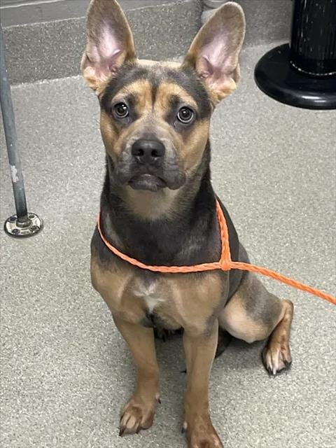 Photo of Baked Potato, adoptable Pit Bull Terrier in Las Vegas, Nevada