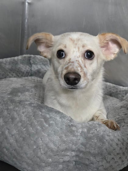 Photo of Mario, adoptable Australian Shepherd, Miniature/Chihuahua, Short Coat in Bakersfield, California