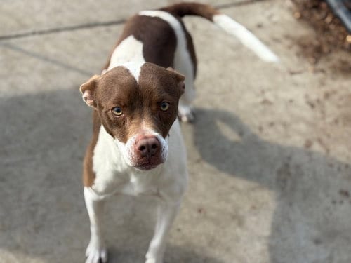 Photo of Rocky, adoptable American Pit Bull Terrier in Tulsa, Oklahoma