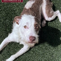 Photo of Teddy, adoptable Wirehaired Fox Terrier Border Collie in Marina del Rey, California