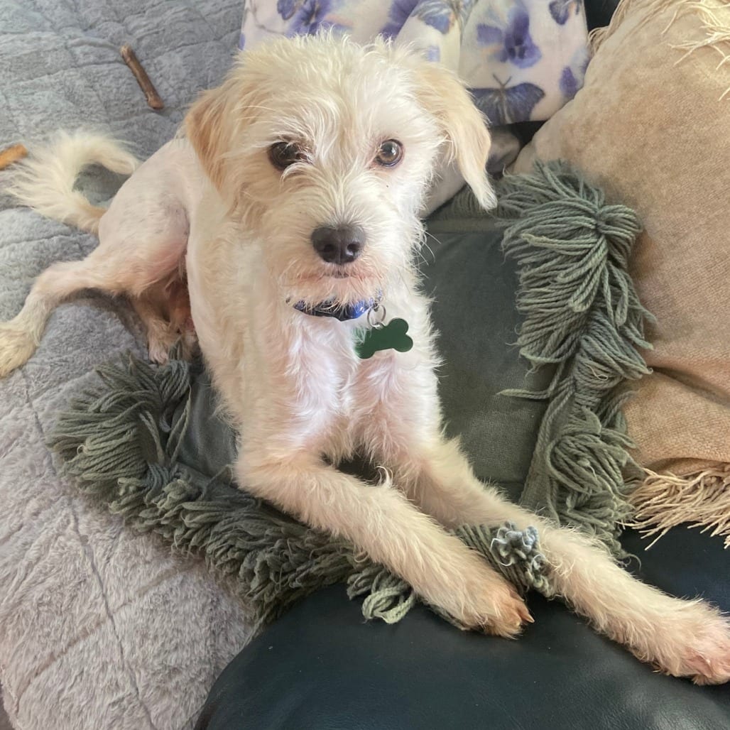 Photo of Bugs, adoptable Terrier in Pleasanton, California