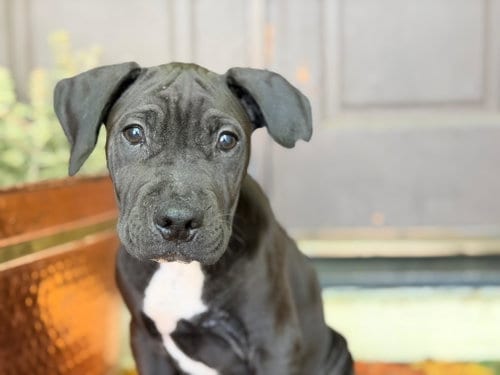Photo of Davey, adoptable American Pit Bull Terrier in ROSEVILLE, California