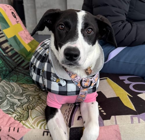 Photo of Oreo, adoptable Hound in Brooklyn, New York