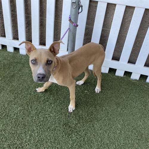 Photo of A615151, adoptable Staffordshire Bull Terrier in Modesto, California