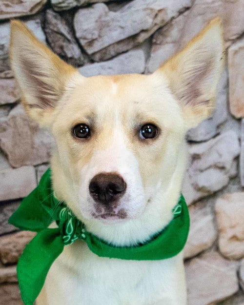 Photo of Honeybear, adoptable Australian Cattle Dog/Blue Heeler in Kennesaw, Georgia