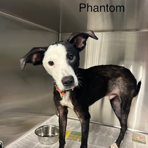 Photo of Phantom, adoptable Mixed Breed (Medium)