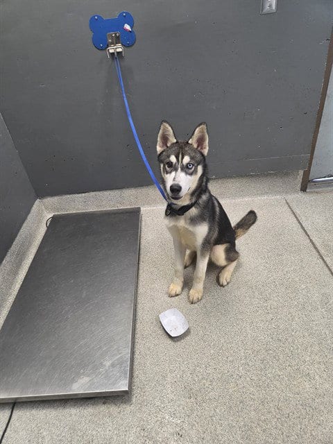 Photo of Nanook, adoptable Siberian Husky in Tallahassee, Florida
