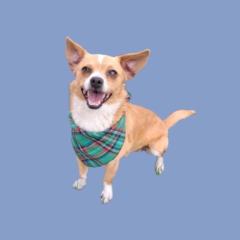 Photo of Dallas, adoptable Chihuahua in Bakersfield, California