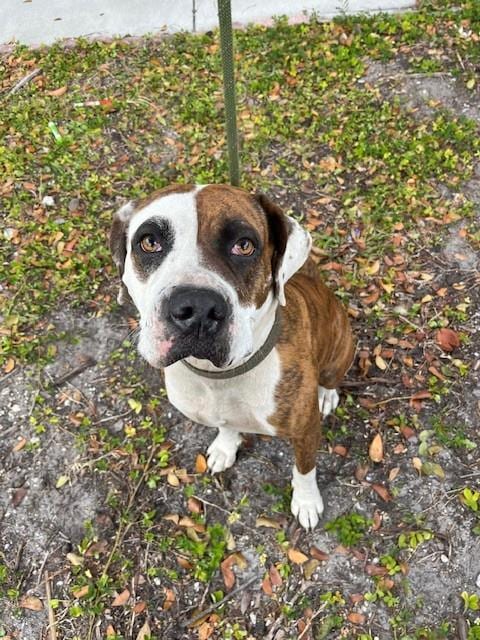 Photo of Manchita, adoptable American Bulldog in Miami, Florida