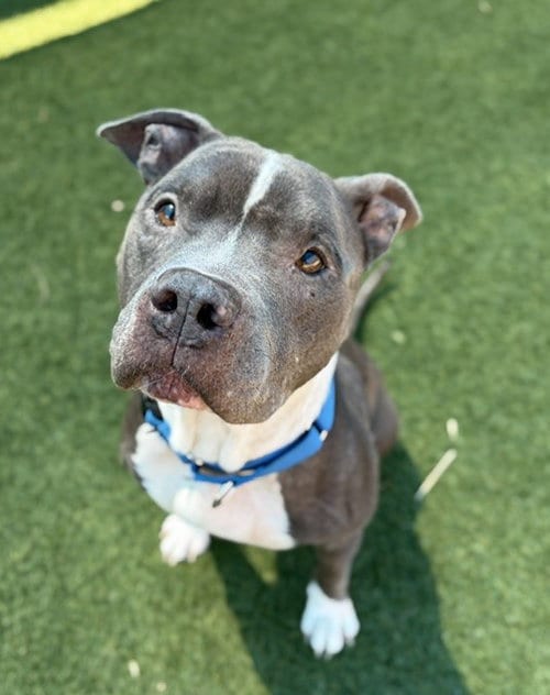 Photo of Tuck, adoptable Pit Bull Terrier in Dallas, Texas