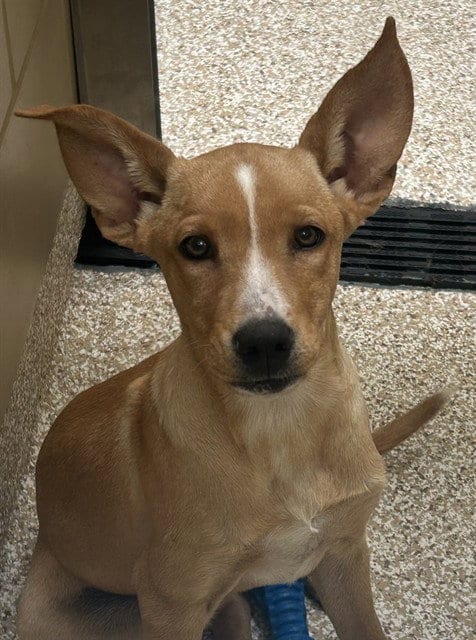Photo of Beretta, adoptable German Shepherd Dog in Pueblo, Colorado