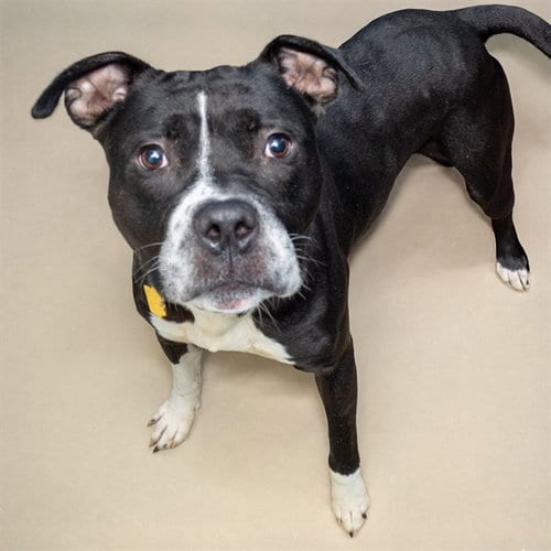 Photo of Diesel, adoptable Pit Bull Terrier in St Louis, Missouri
