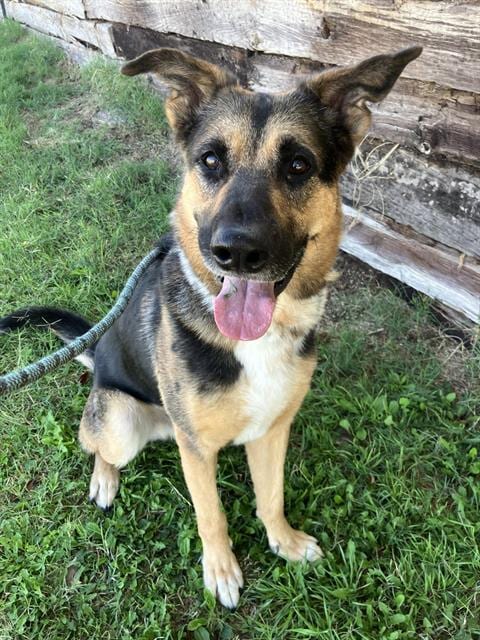 Photo of Chester, adoptable German Shepherd Dog in Albuquerque, New Mexico