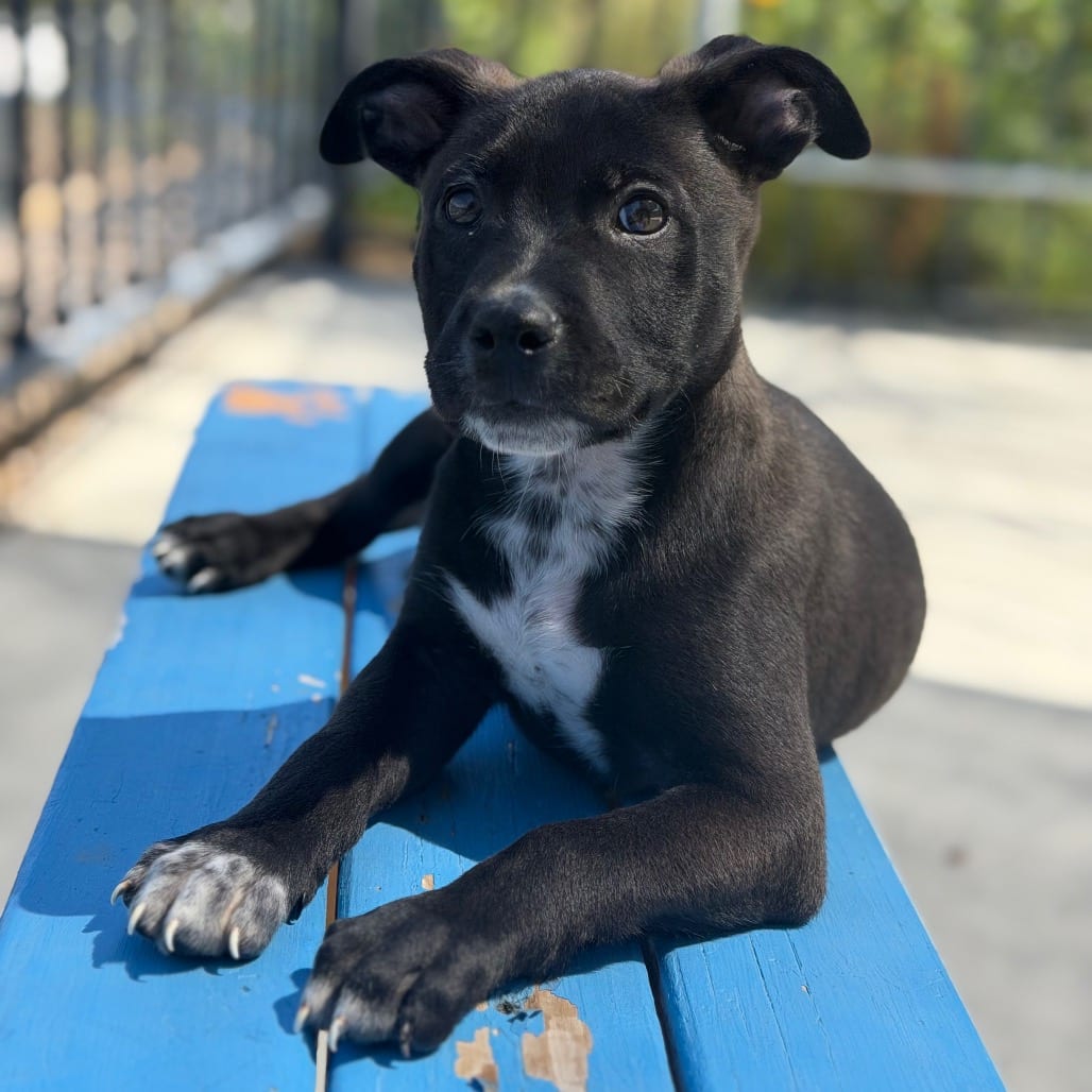 Photo of Grogu, adoptable Terrier, Pit Bull / Mixed Breed (Small) in Riverside, California