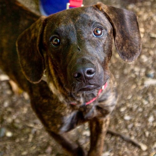 Photo of Cowboy, adoptable Hound in Canton, Connecticut