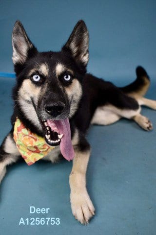 Photo of Deer, adoptable German Shepherd Dog in Bakersfield, California