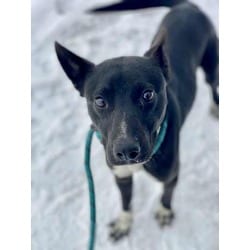 Photo of Maverick, adoptable Mixed Breed (Medium) in Munster, Indiana