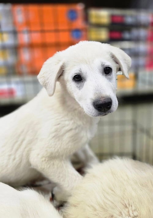 Photo of Ruby's Rowdies : Blondie (Mickey), adoptable German Shepherd Dog in Aurora, Indiana