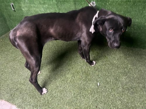 Photo of Daisy, adoptable Pit Bull Terrier in Lancaster, California